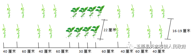 带你了解“大豆玉米带状复合种植”模式.png